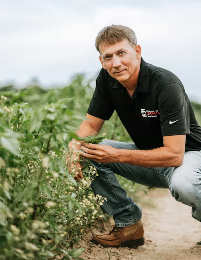 Expert examining weed plants in agricultural field.