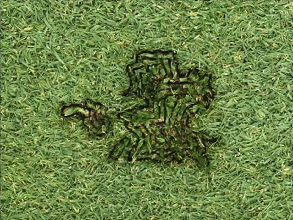 Close-up of a weed infestation on a grassy field, highlighting the importance of weed management in agriculture and turfgrass.