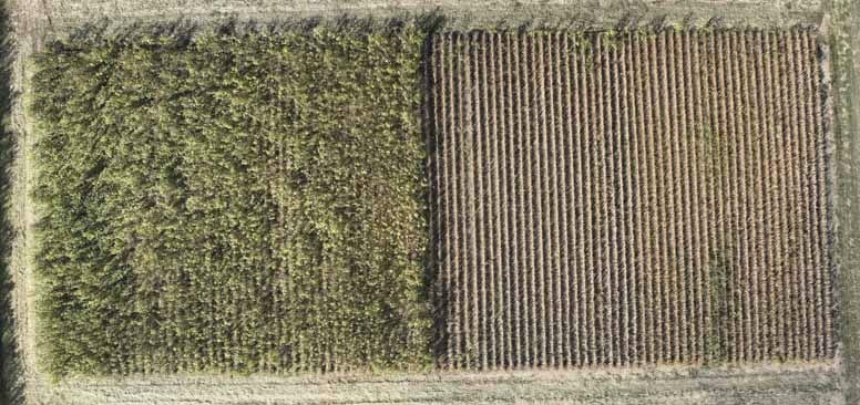 Aerial view of two adjacent agricultural fields, one with dense vegetation and the other with neatly planted crops, showcasing crop diversity and field management.