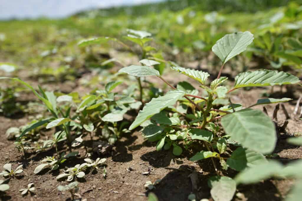 Close-up of weed plants growing in soil at a scientific conference, highlighting weed identification and management.