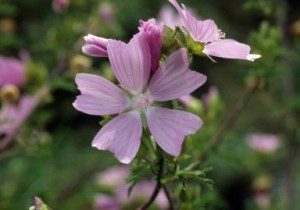 COMMON MALLOW CROPPED-thumb