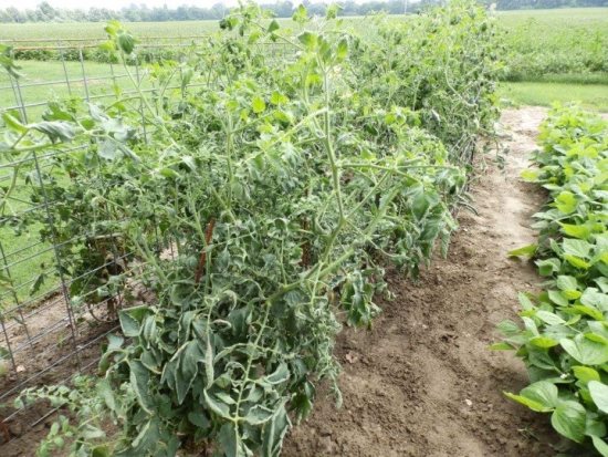 Tomato plants damaged by off-target movement of dicamba from a nearby soybean field. Photo courtesy of Kevin Bradley, University of Missouri. 